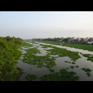 Wasserhyazinthen auf dem Vàm Cỏ Đông